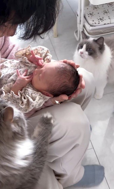 赤ちゃんを抱いている人とそれを見ている2匹の猫