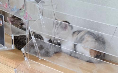 アクスタディスプレイと2匹の子猫