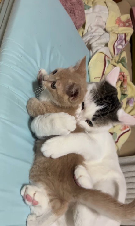 子猫を抱きしめている猫