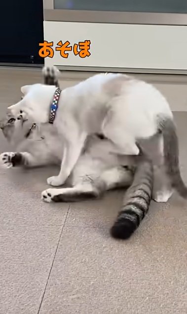 一緒に遊ぶ猫とアメリカンカールの猫
