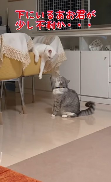 椅子に乗っている猫とけんかをするアメリカンカールの猫
