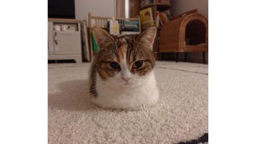 室内にいる猫