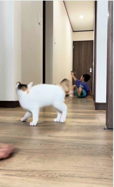 廊下で遊んでいる子どもと子猫