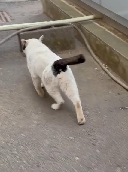 路地を歩く白黒猫の後ろ姿