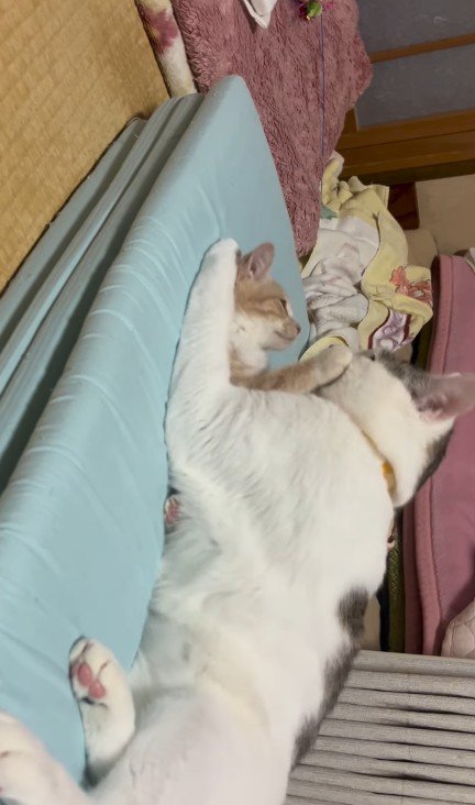 子猫を抱きしめている猫