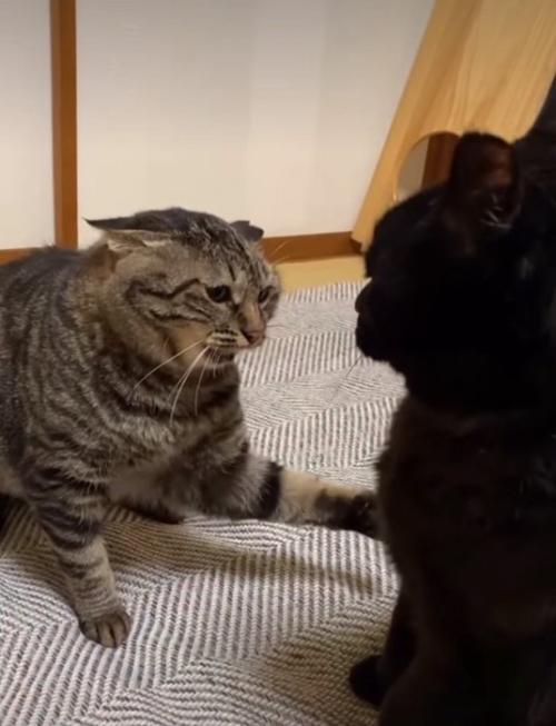 前足でつつく猫