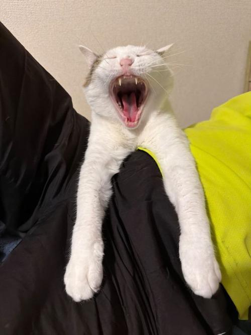 正面の猫