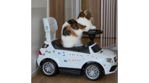 車と猫
