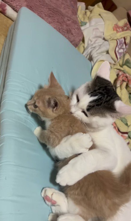 子猫を抱きしめている猫