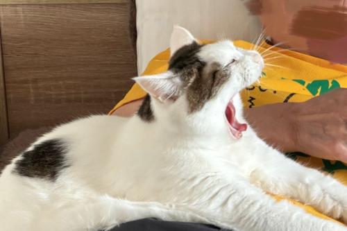 あくびする猫2