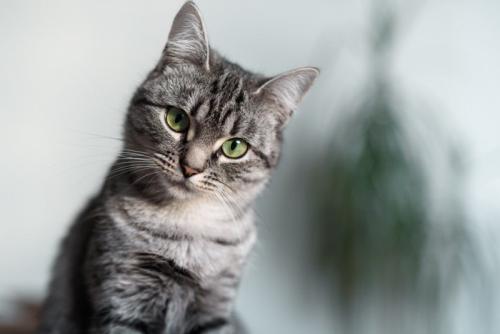 首をかしげる猫