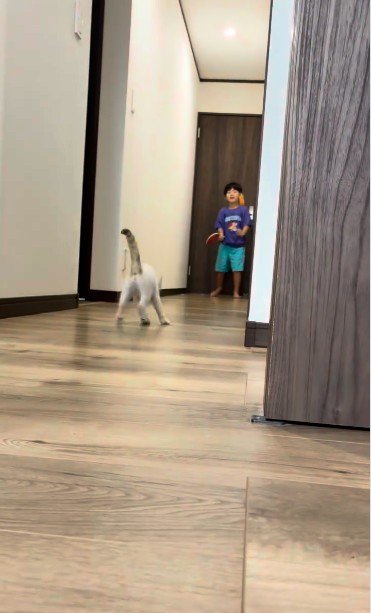 ピンポン玉を見ている子猫