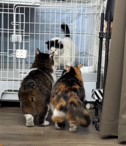 ケージの前に集まる先住猫たち