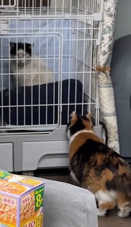 ケージ越しに向き合うカツラくんと三毛猫