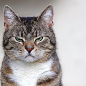 猫があなたに『文句を言いたくなる』瞬間4選　不満を感じる理由や見逃したくないサインも