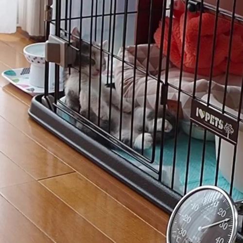 後ろに倒れそうな子猫