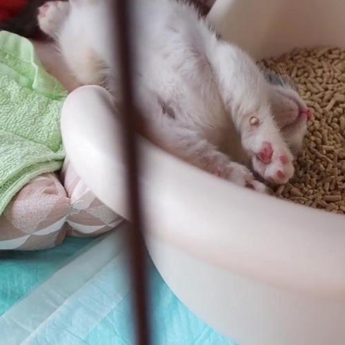 猫トイレに頭が落ちて寝ている子猫