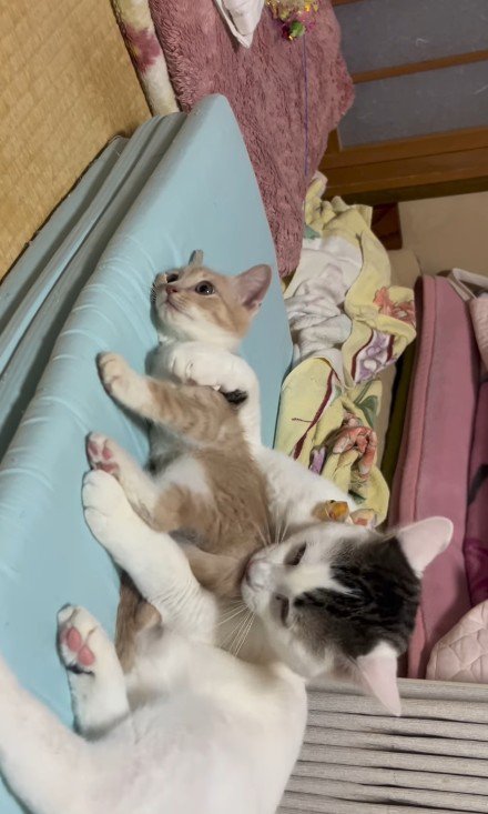 子猫を抱きしめている猫