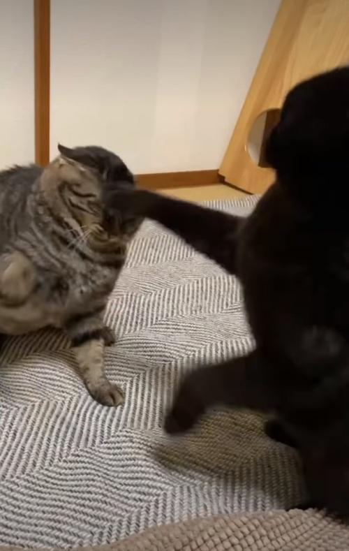 猫パンチ