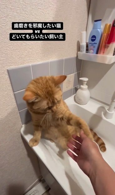 手を叩く猫