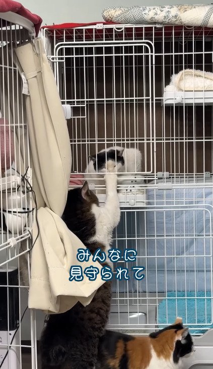 キジ白猫がケージ越しに前足を伸ばす様子