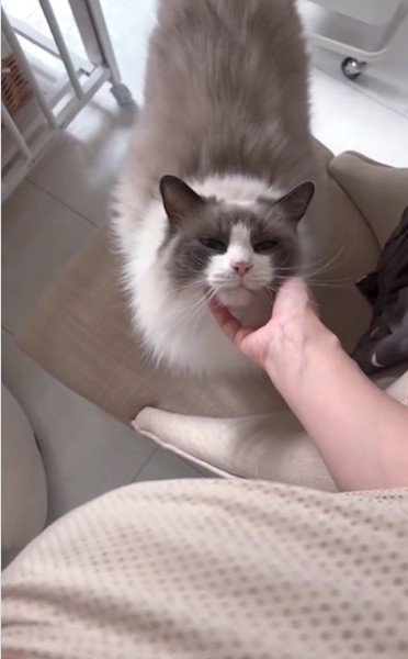 人に甘えている猫