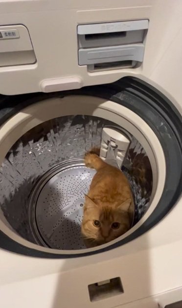 洗濯機に入る猫