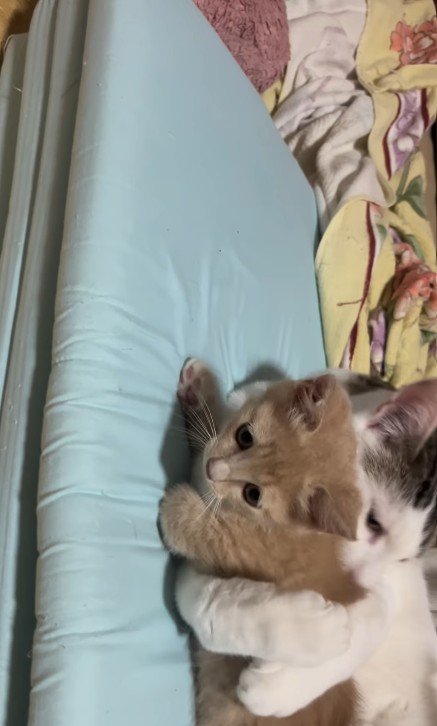 子猫を抱きしめている猫
