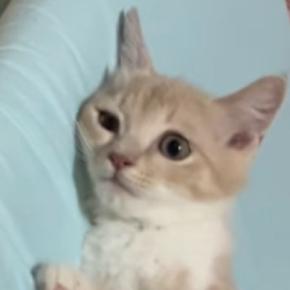 保護されたばかりの子猫に……先住猫がとった『まさかの行動』に１７万いいねの大反響「すごいことになってるｗ」「ニヤニヤしてしまった」