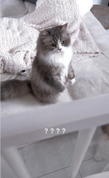 ベビーベッドの横から赤ちゃんを見ている猫