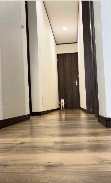 廊下で遊んでいる子どもと子猫