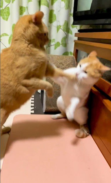 取っ組み合いをしている猫