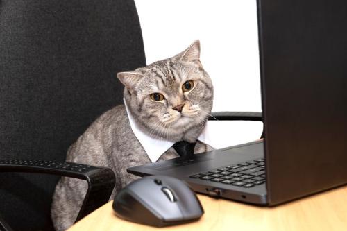 パソコンをいじる猫