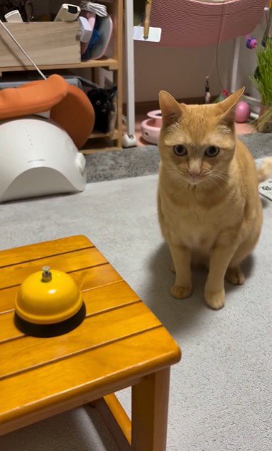 座っている猫