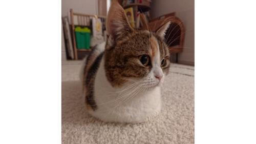室内にいる猫