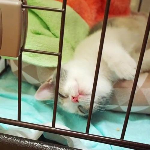ベッドから頭が落ちて寝る子猫
