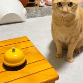 猫の目の前に『呼び出しベル』を置くと→慣れた手つきで……あまりにも賢い『驚きの行動』が19万再生「礼儀正しくてステキ」「頭いいニャ」