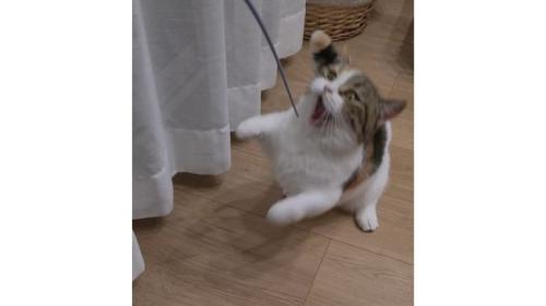 室内にいる猫