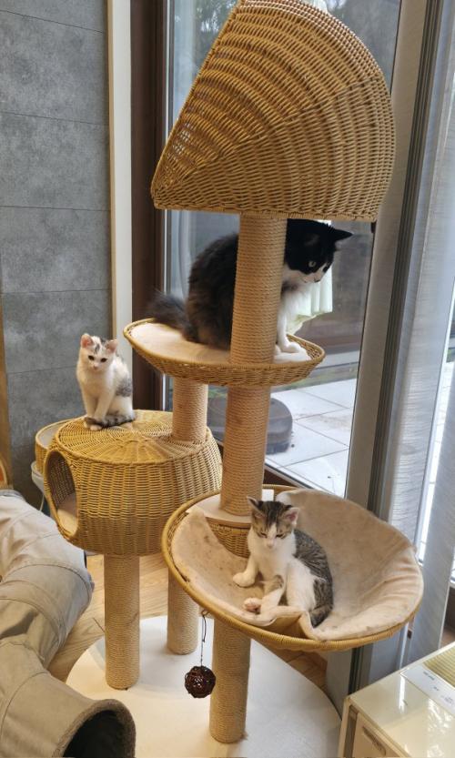 キャットタワーの上の3匹の猫
