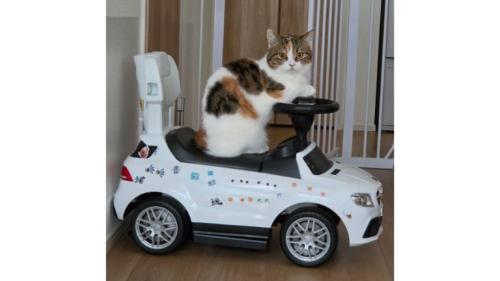 車と猫
