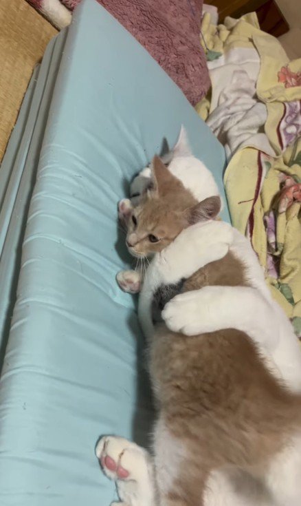 子猫を抱きしめている猫