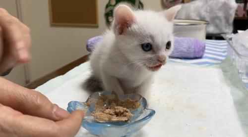ご飯を食べる子猫