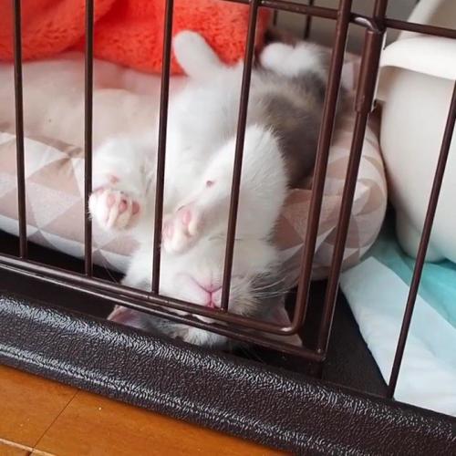 仰向けで寝る子猫