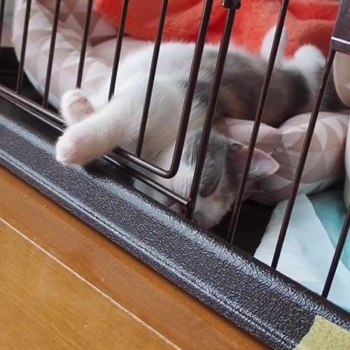 仰向けで前足をケージから出して寝る子猫