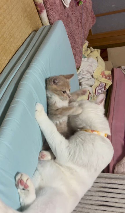 子猫を抱きしめている猫