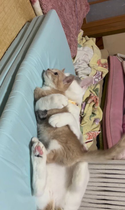 子猫を抱きしめている猫
