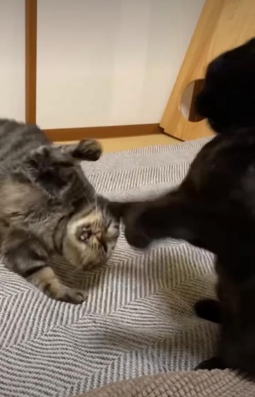 猫パンチ