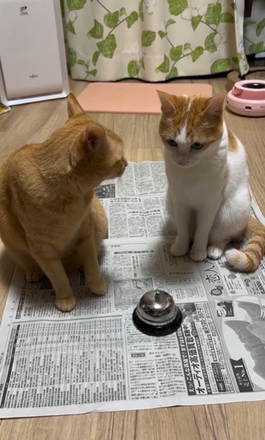 呼び出しベルを鳴らしている猫とそれを見ている猫