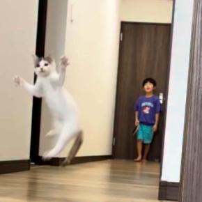 子どもたちがピンポン玉で遊び始めると、猫がやってきて…微笑ましい様子に「なんて幸せな光景」「３人兄妹のようで可愛い」と癒される人が続出