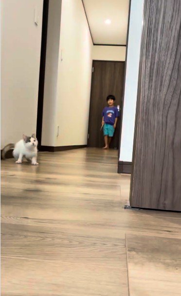 廊下で遊んでいる子どもとそれを見ている子猫